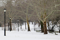 Winter in the Park