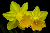 My Two Daffodils