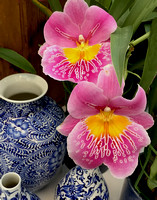 Pink Orchids and Blue Vases
