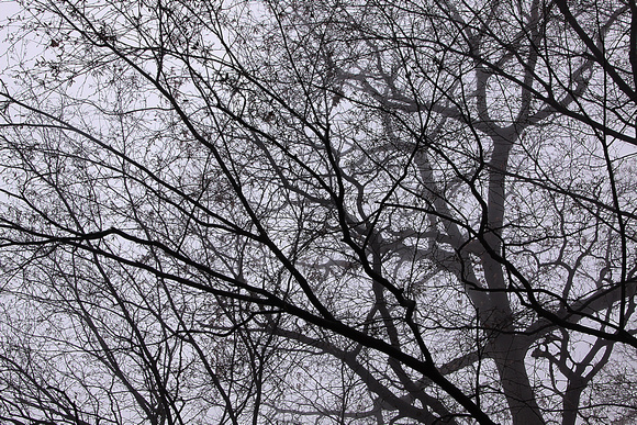 Branches in the Fog